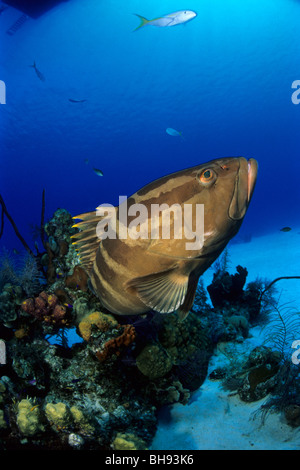 Nassau cernia Epinephelus striatus, Caraibi, Isole Turks e Caicos Foto Stock