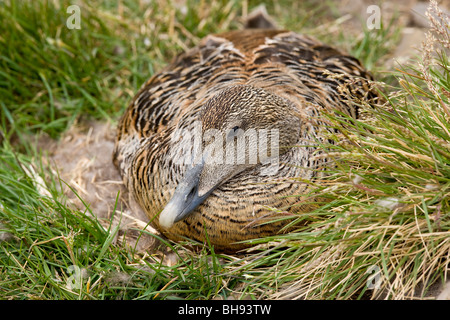 Femmina di Nesting Common Eider, Somateria mollissima, Spitsbergen, arcipelago delle Svalbard, Norvegia Foto Stock