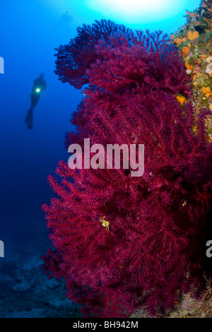 Red Gorgonia e Scuba Diver, Paramuricea clavata, Ponza, Mare Mediterraneo, Italia Foto Stock