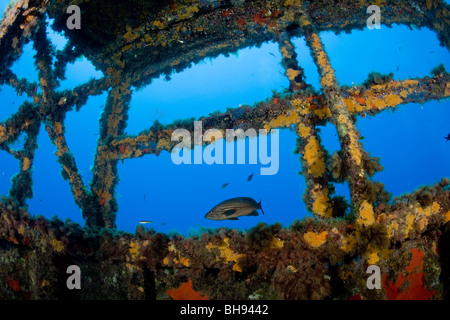 Ponte di LST 349 sbarco inglese nave affondata il febbraio 1946, Ponza, Mare Mediterraneo, Italia Foto Stock