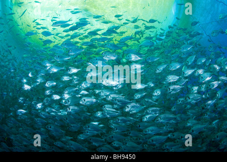 Fattoria di Pesce, Aqua Cultura con orata Orate, Sparus aurata, Ponza, Mare Mediterraneo, Italia Foto Stock