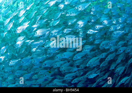 Fattoria di Pesce, Aqua Cultura con orata Orate, Sparus aurata, Ponza, Mare Mediterraneo, Italia Foto Stock