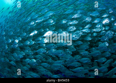 Fattoria di Pesce, Aqua Cultura con orata Orate, Sparus aurata, Ponza, Mare Mediterraneo, Italia Foto Stock