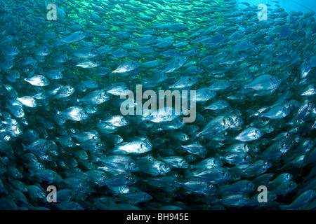 Fattoria di Pesce, Aqua Cultura con orata Orate, Sparus aurata, Ponza, Mare Mediterraneo, Italia Foto Stock