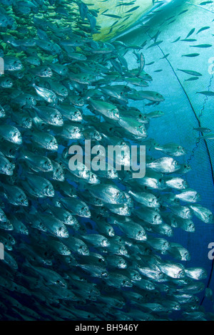 Fattoria di Pesce, Aqua Cultura con orata Orate, Sparus aurata, Ponza, Mare Mediterraneo, Italia Foto Stock