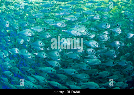 Fattoria di Pesce, Aqua Cultura con orata Orate, Sparus aurata, Ponza, Mare Mediterraneo, Italia Foto Stock