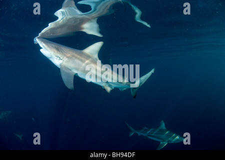 Gli squali Blacktip, Carcharhinus limbatus, Aliwal barene, Kwazulu-Natal, Oceano Indiano, Sud Africa Foto Stock