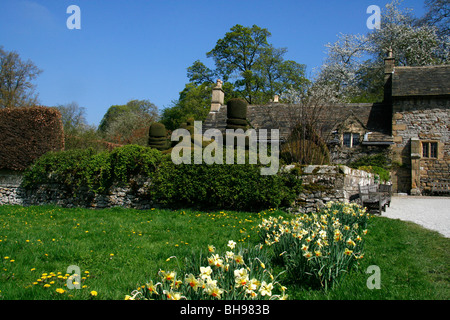 Giardiniere's Cottage e giardino a Haddon Hall di Bakewell, Derbyshire, Regno Unito. Mostra il daffodils topiaria da e. Foto Stock