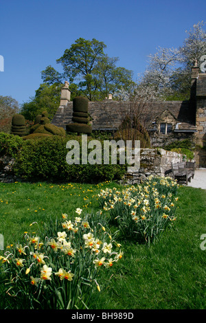 Giardiniere's Cottage e giardino a Haddon Hall di Bakewell, Derbyshire, Regno Unito. Mostra il daffodils topiaria da e. Foto Stock