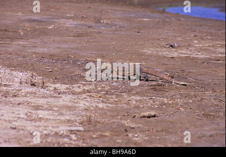 Drago di Komodo, sull isola di Rinca, nei pressi di Komodo. Indonesia. Varanus komodoensis. Lucertole più pesante sulla terra. Foto Stock