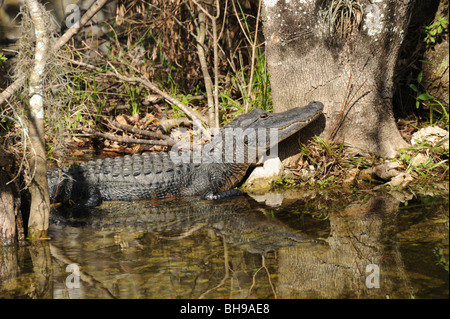 Alligatori crogiolarsi al sole in Everglades della Florida USA Foto Stock