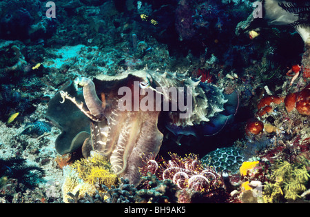 Broadclub seppie. Sepia Latimanus. Subacquea nel Parco Nazionale di Komodo. Indonesia. Foto Stock