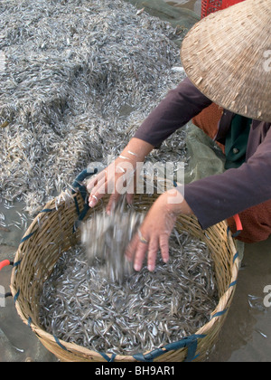 Il Vietnam DONNA DALLA PESCA CO-OPERATIVE DI LAVORO NEI PRESSI DI MUI NE Foto © Julio Etchart Foto Stock