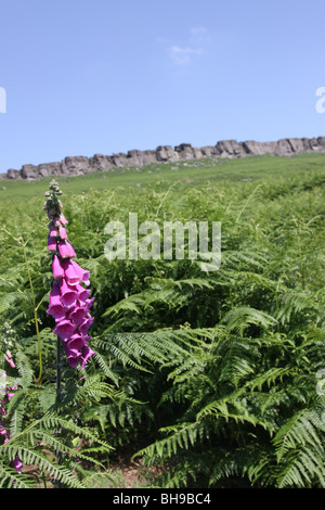 Foxglove tra i bracken a bordo Stanage, Derbyshire Peak District, REGNO UNITO Foto Stock