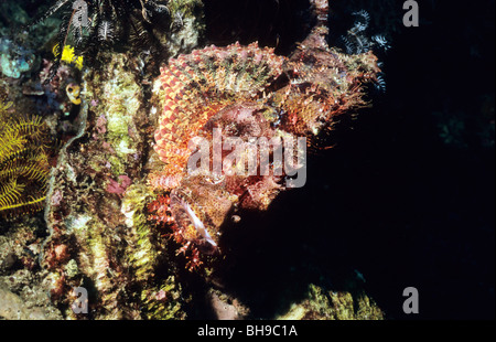 Tasseled o scorfani barbuto. Scorpaenopsis Barbata. Trovato subacquea nel Parco Nazionale di Komodo Indonesia. Foto Stock