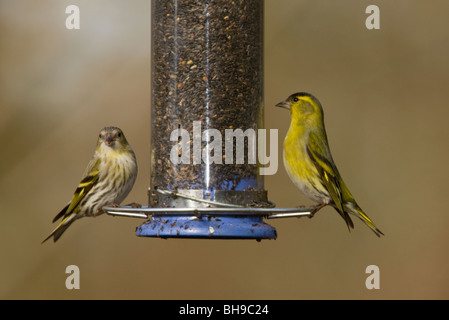 Coppia di Siskins Carduelis spinosa a bird feeder nel tardo inverno. Hants. Foto Stock