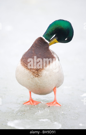 Germano reale Anas platyrhynchos a tutta lunghezza del singolo drake in piedi sul laghetto congelato Gosport, Regno Unito Foto Stock