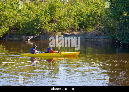 Kakaying in Everglades National Park in Florida con un alligatore sulla banca in background Foto Stock