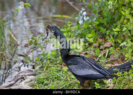 Anhinga con un pesce su Anhinga Trail in Everglades National Park Florida Foto Stock