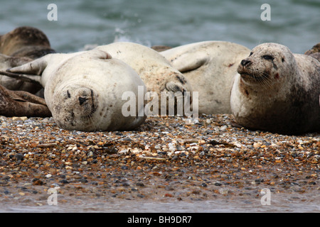 Comuni e le foche grigie sul sandbank al punto Blakeney, NORFOLK REGNO UNITO. Foto Stock