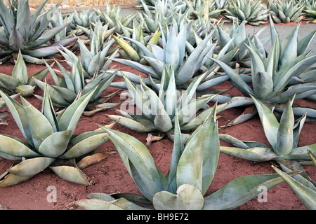 Vista ravvicinata di ammassato agave blu cactus usato come impianto decorativo sulla grande piazza di fronte della chiesa di Santo Domingo Oaxaca Foto Stock