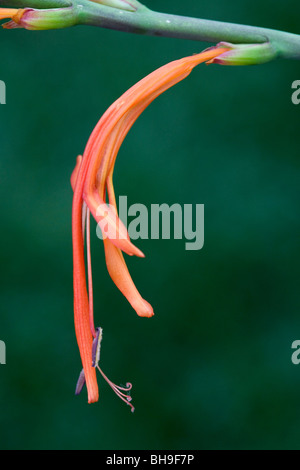 Fiore di Giglio Cobra, South African lampadina impianto (Chasmanthe aethiopica), crescendo a San Diego, California Foto Stock