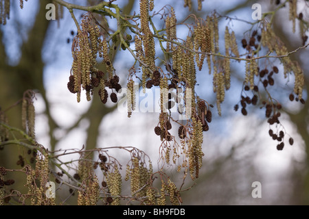Alder (Alnus glutinosa). Amenti maschili dell'anno con fiore femmina "coni' dall anno precedente ancora attaccato alle filiali. Foto Stock