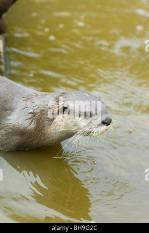 Asian piccoli artigli Aonyx Lontra (Amblonyx) cinerea. Sud-est asiatico. Bere. Foto Stock