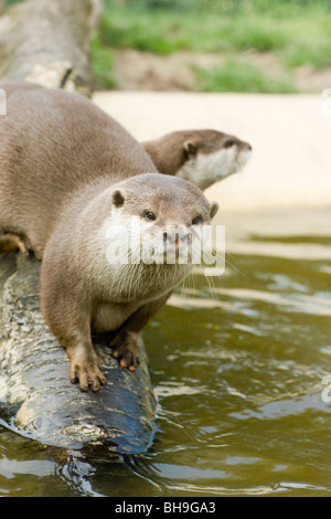 Le Lontre Asiatiche dai piccoli artigli Aonyx (Amblonyx) cinerea. Malaysia, sud-est asiatico Foto Stock