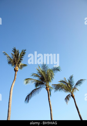 Tre Alberi di Palma contro il cielo blu Foto Stock