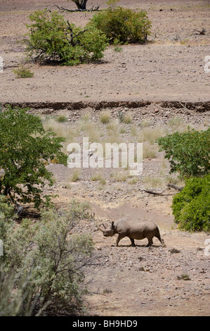 Il rinoceronte nero tracking nella concessione di Palmwag, a nord-ovest della Namibia. Foto Stock