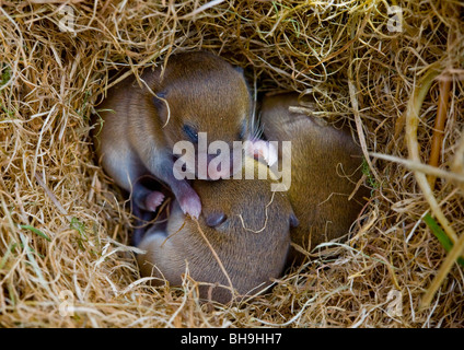 Baby i topi di campo nel nido Foto Stock