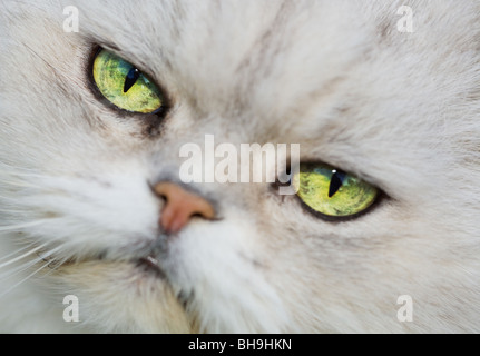 Il volto di una persiana bianca Chinchilla Cat Foto Stock