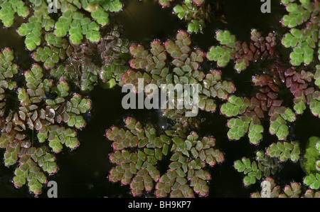 Innaffi felce felce di zanzara di stagno Foto Stock