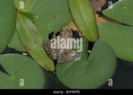 Blanchard's Cricket Frog lily pad stagno Foto Stock