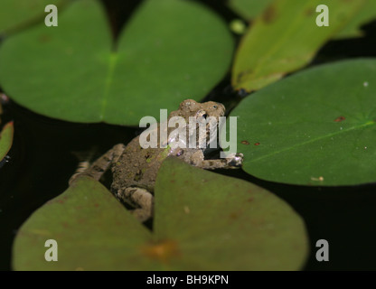 Blanchard's Cricket Frog lily pad Foto Stock