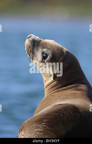 California sea lion close up viso Foto Stock