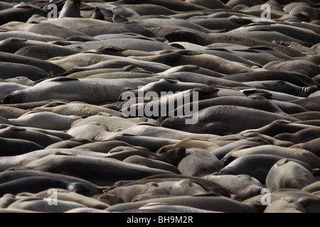 Northern foche elefanti Año Nuevo membro Park California Foto Stock