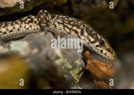 Iberian Lucertola muraiola (Podarcis hispanica) Foto Stock