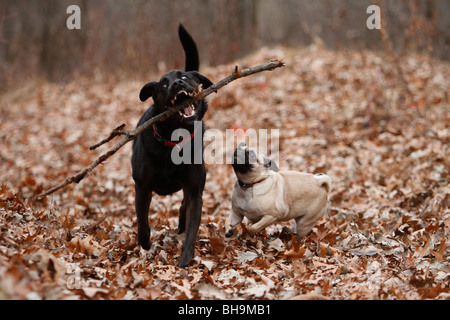 Due cani giocando con un bastone in una caduta di impostazione di foresta. Foto Stock