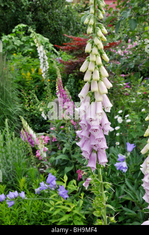 Foxglove comune (Digitalis purpurea) Foto Stock