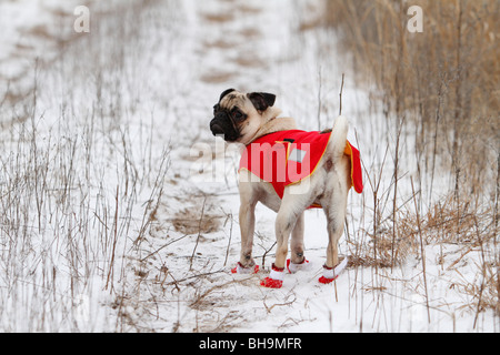 Un pug cane fuori per una passeggiata invernale. Foto Stock