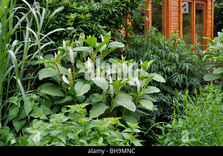 Indian pokeweed (Phytolacca acinosa) Foto Stock