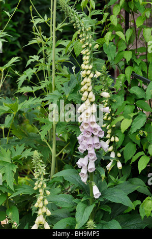 Foxglove comune (Digitalis purpurea) Foto Stock