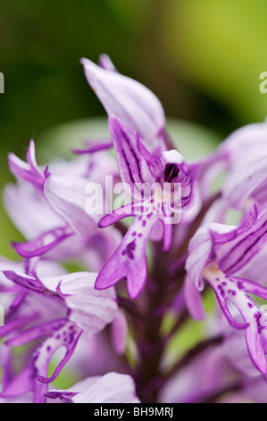 Orchidea militare (Orchis militaris) Foto Stock