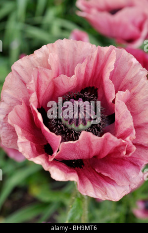 Oriental papavero (Papaver orientale 'marlene') Foto Stock