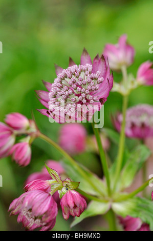 Grande masterwort (astrantia major "ruby cloud') Foto Stock