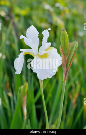 Siberian iris (iris sibirica "swirl bianca") Foto Stock