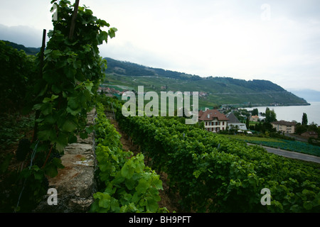 Lavaux vigneti, Sito Patrimonio Mondiale dell'UNESCO, Svizzera, Europa Foto Stock