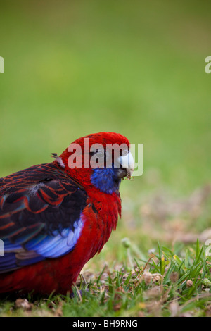 Crimson Rosella, Platycercus elegans elegans, presso il campeggio al fiume di marea, Wilsons Promontory National Park, Victoria Foto Stock